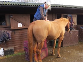horse chiropractic treatment
